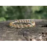 citrine naturelle vertus, bracelet pierre naturelle citrine sur un tronc d'arbre