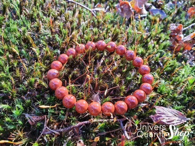Jaspe rouge bracelet pierre naturelle rouge 08mm posé sur de l'herbe en nature
