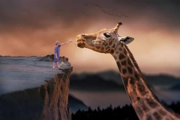 enfant intérieur enfant qui donne de la nourriture à une girafe