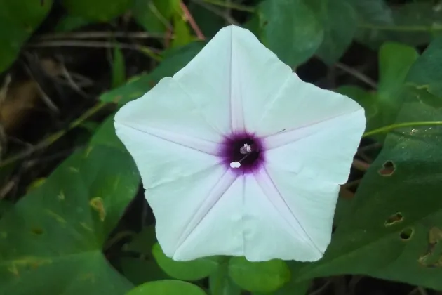 fleur en forme pentagone