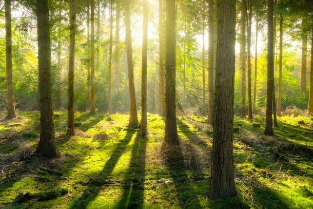 foret nature pour rituel de libération